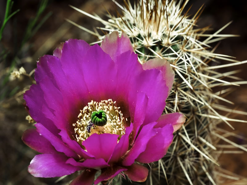 CACTUS-FLOWER—TAX-RESOLUTION–1-b