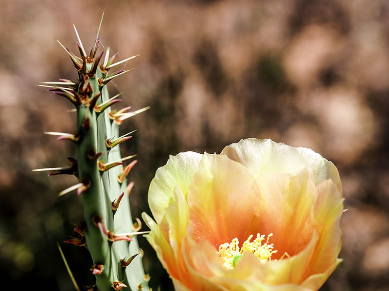 CACTUS-FLOWER-b