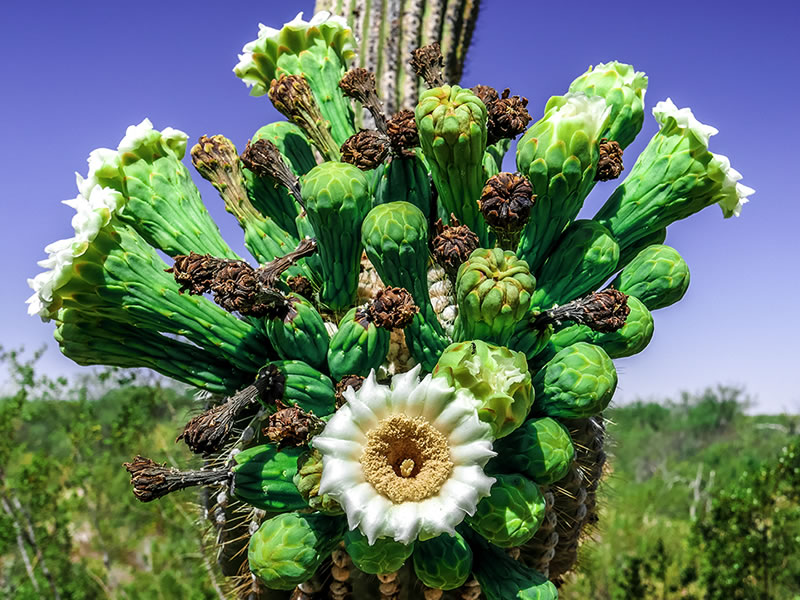 SAGUARO-FLOWER-b